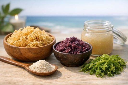 A Buyer’s Guide to Sea Moss Varieties for Wellness