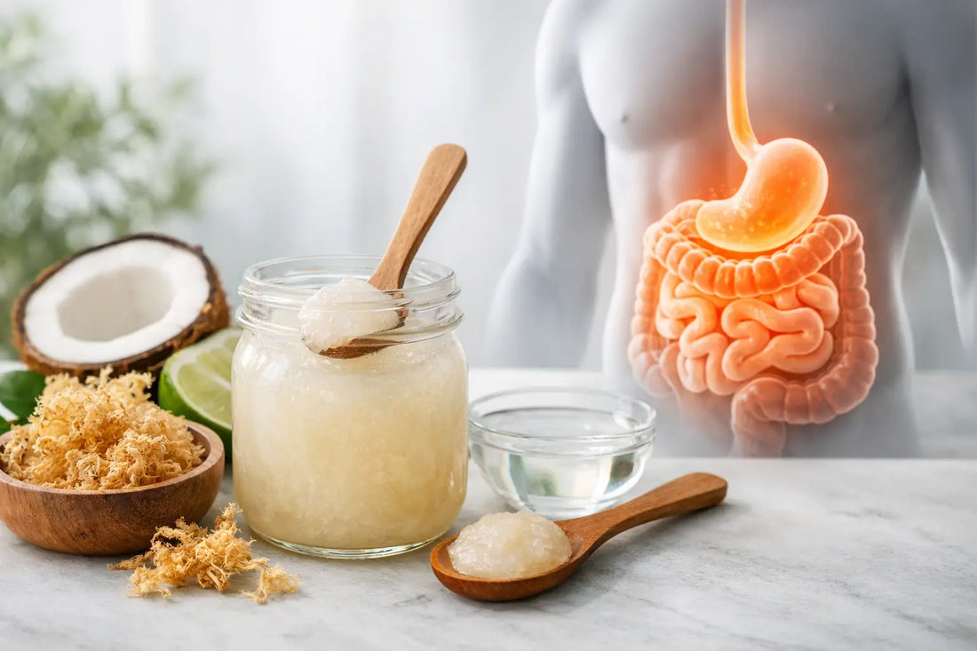 Sea Moss Gel for Digestion: Does It Help?